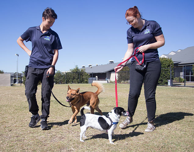 RSPCA School for Dogs trainers introducing two dogs